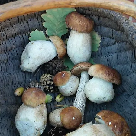 Daire Mojego Dziadka Dlugie (Pomerania)